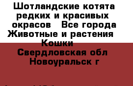Шотландские котята редких и красивых  окрасов - Все города Животные и растения » Кошки   . Свердловская обл.,Новоуральск г.